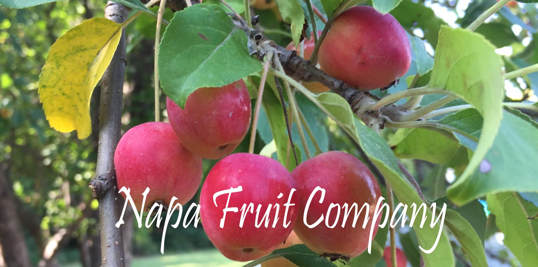 Napa Fruit Company 